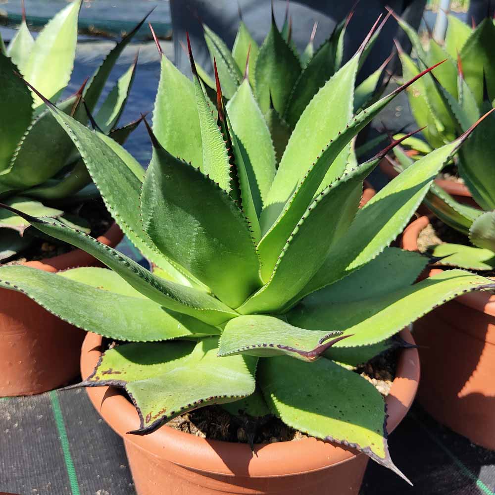 AGAVE BOVICORNUTA
