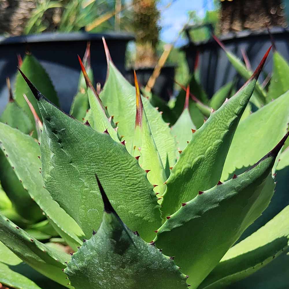 AGAVE BOVICORNUTA
