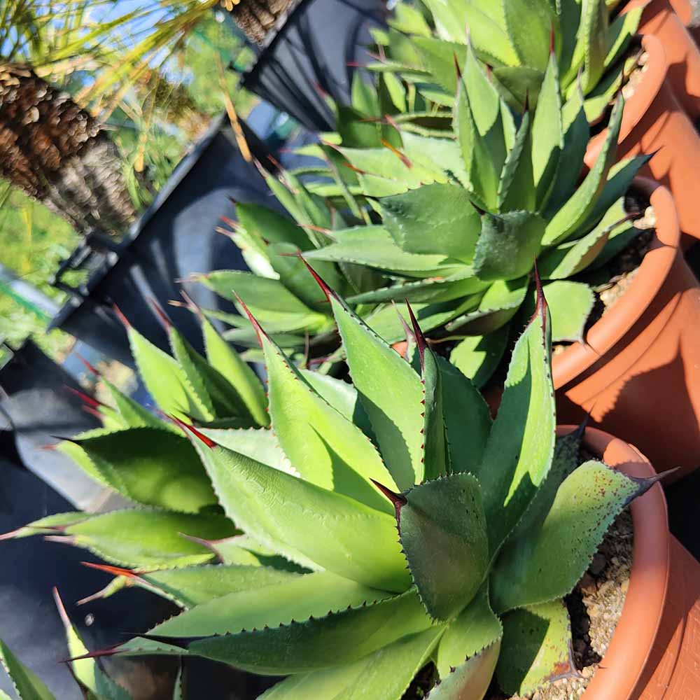 AGAVE BOVICORNUTA