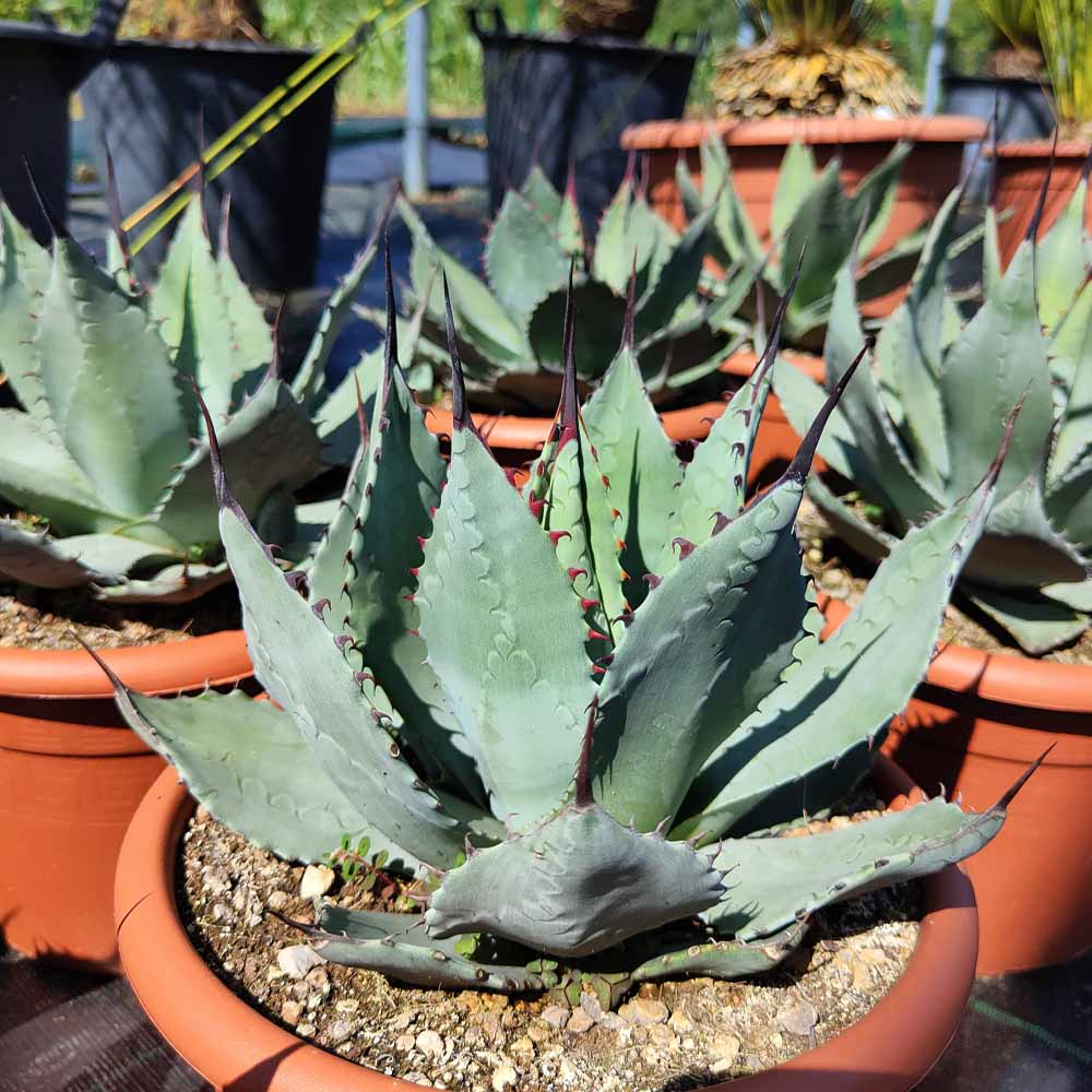 AGAVE PARRASANA