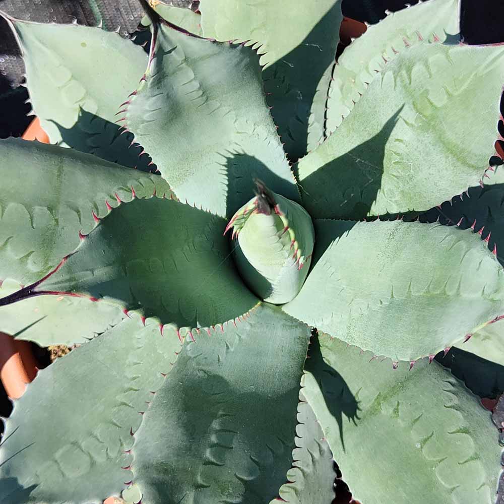 AGAVE PARRASANA