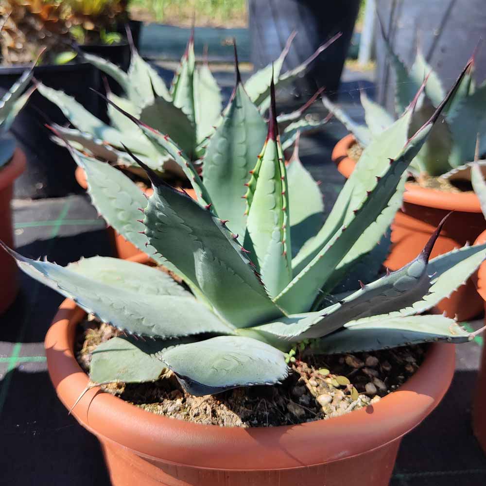 AGAVE PARRASANA