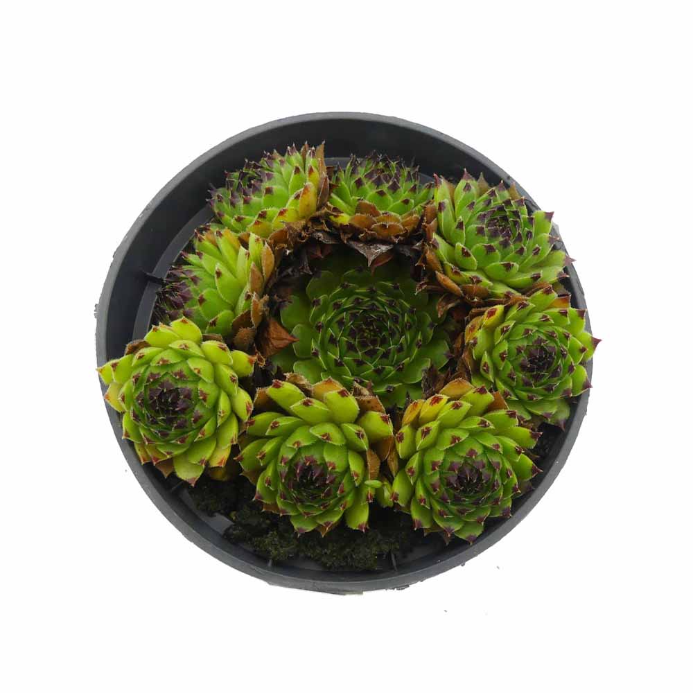 Sempervivum caucasicum