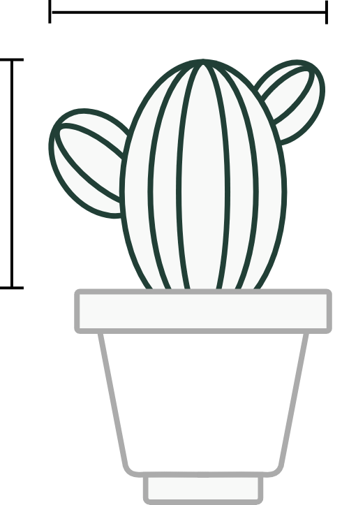 Dimensioni Coryphantha cornifera