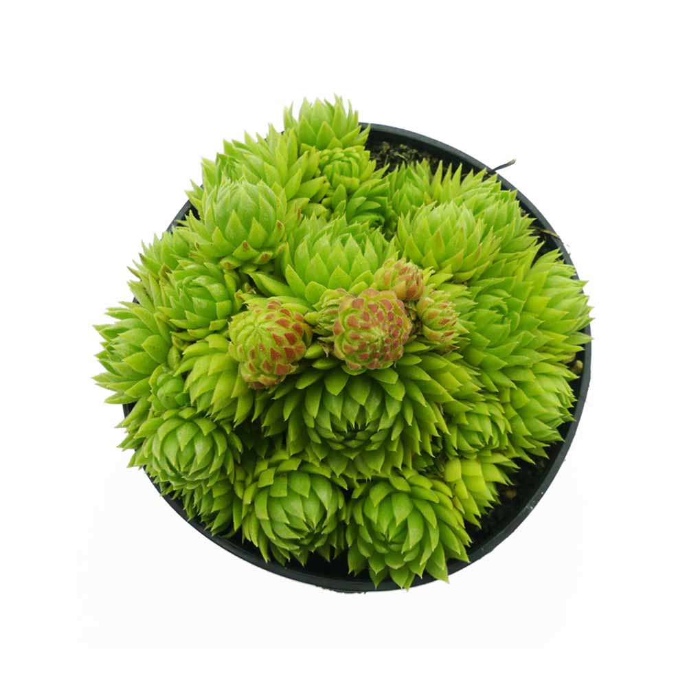 Sempervivum lime green