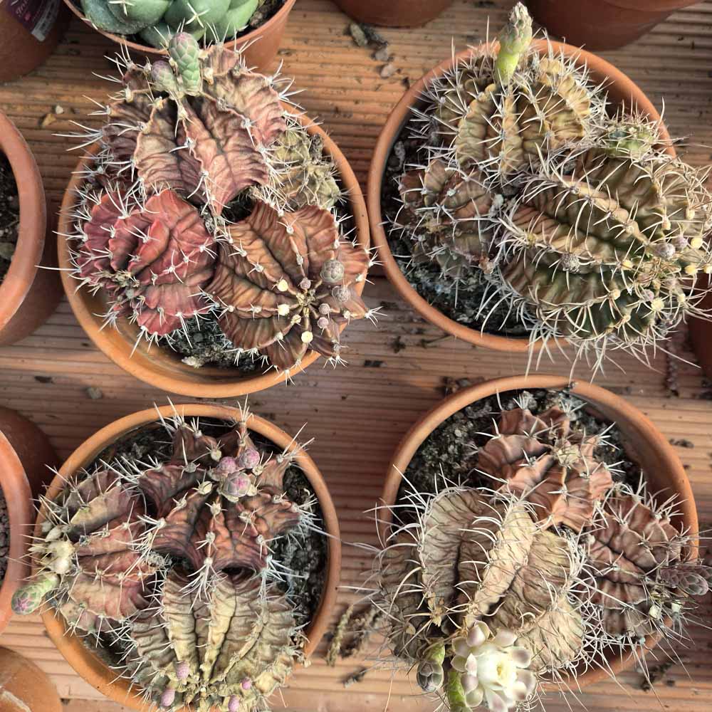 Gymnocalycium friedrichii cactus