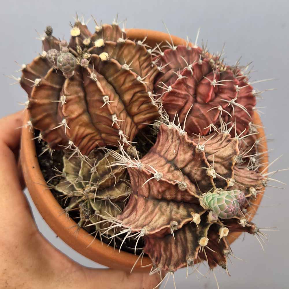 Gymnocalycium friedrichii