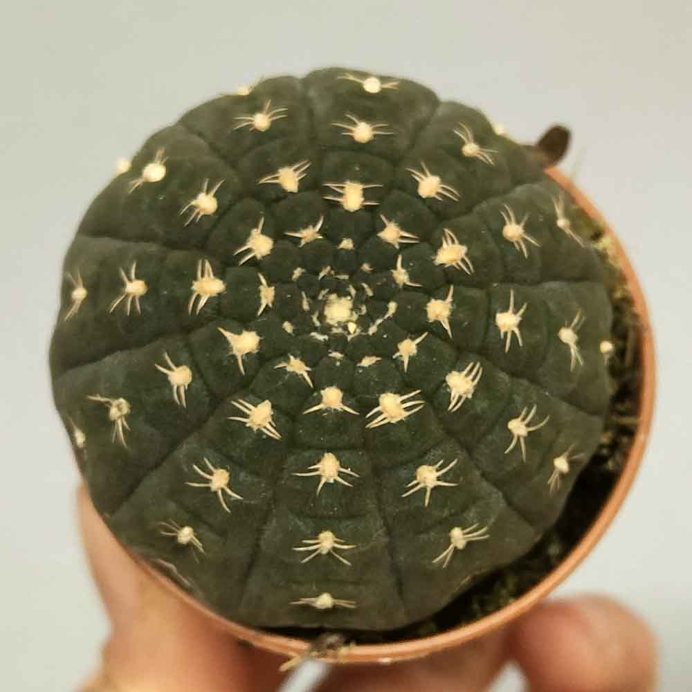 Gymnocalycium ragonesei