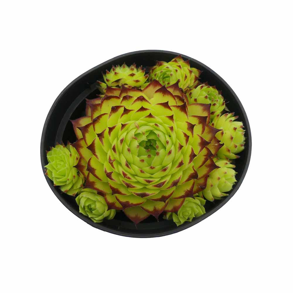Sempervivum montanum