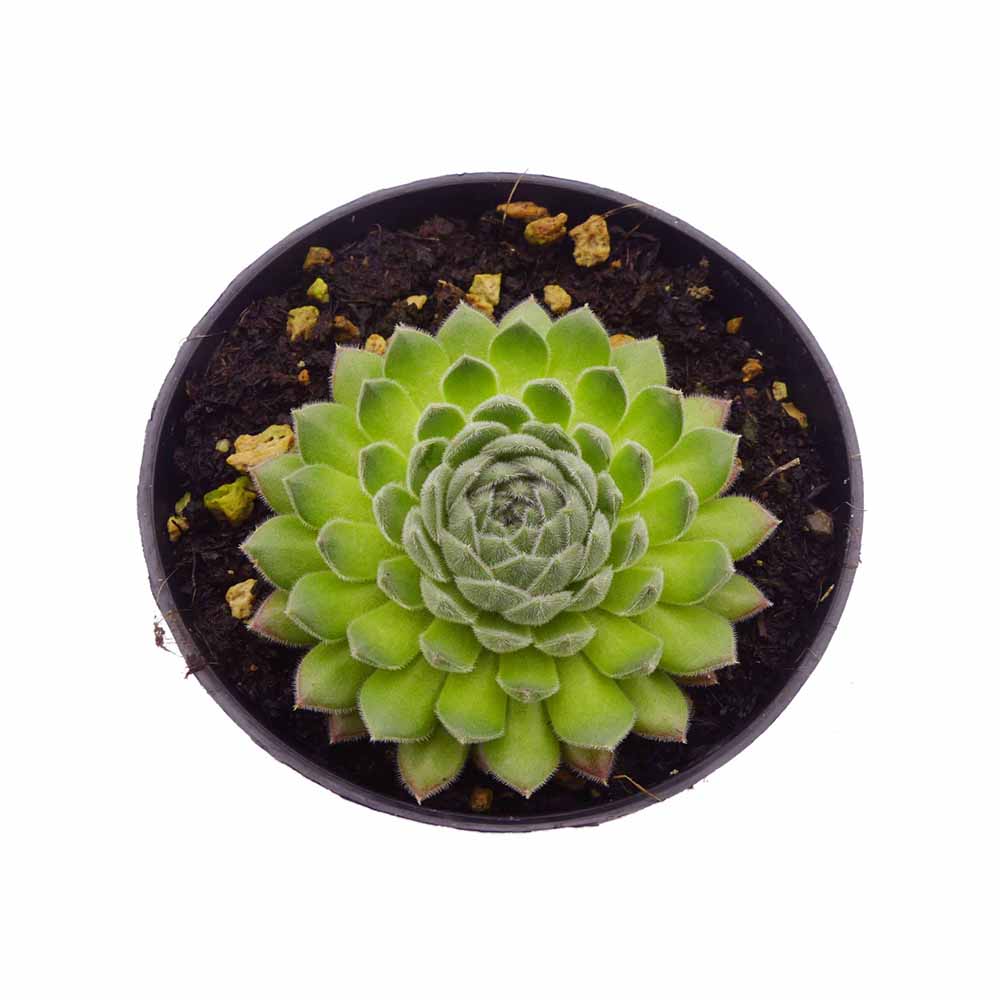 Sempervivum morning gel