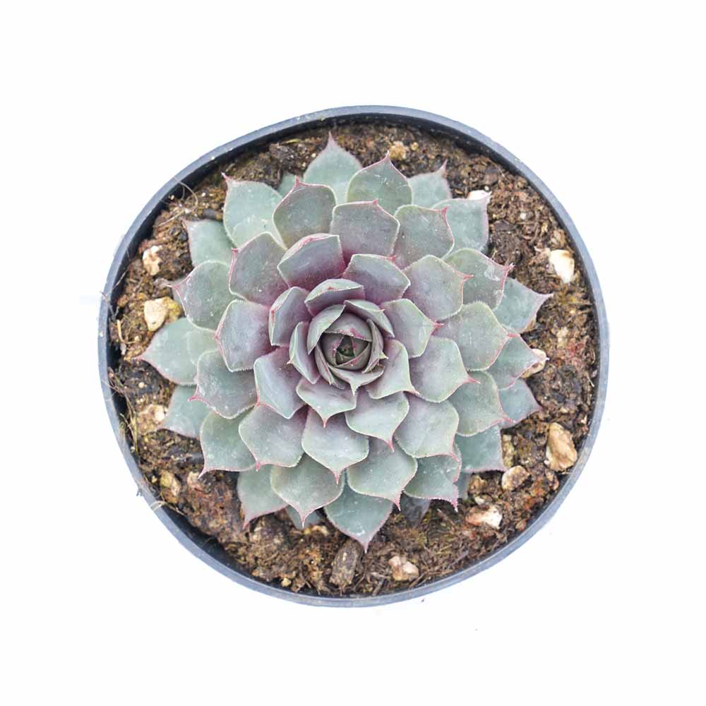 Sempervivum ninpha