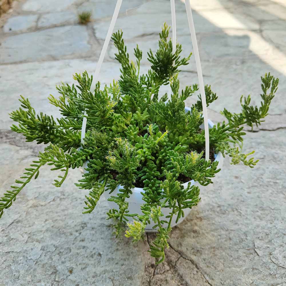 Rhipsalis cereuscula