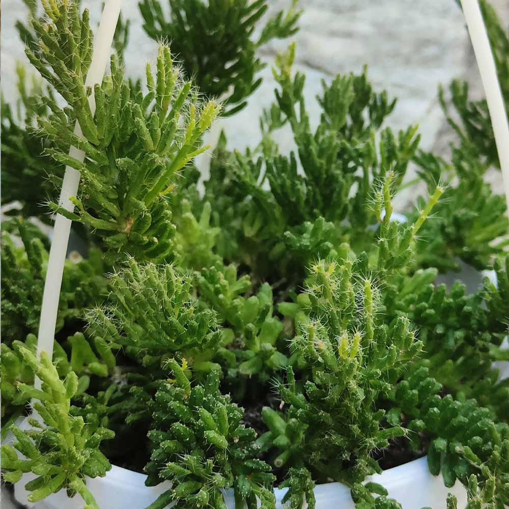 Rhipsalis cereuscula dettaglio