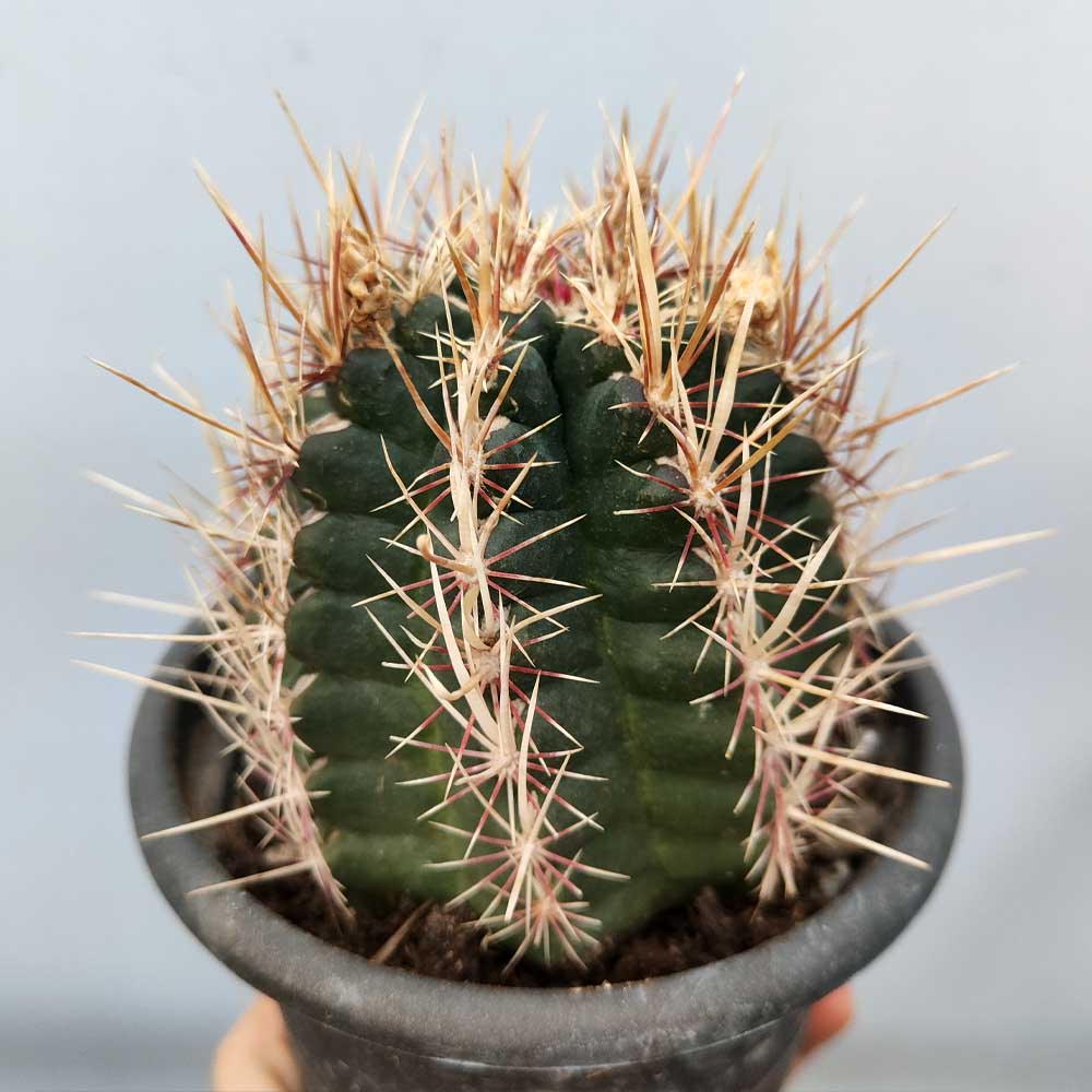 Thelocactus bicolor cactus