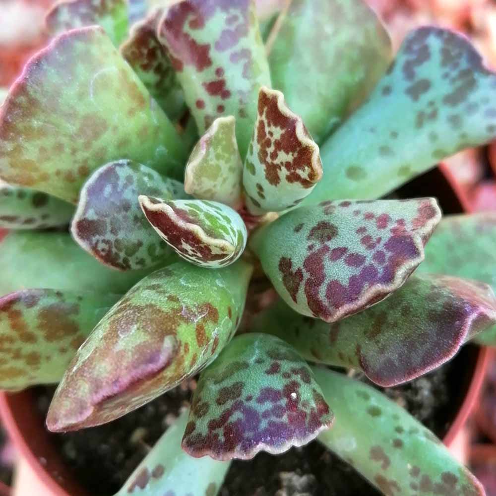 adromischus cooperi