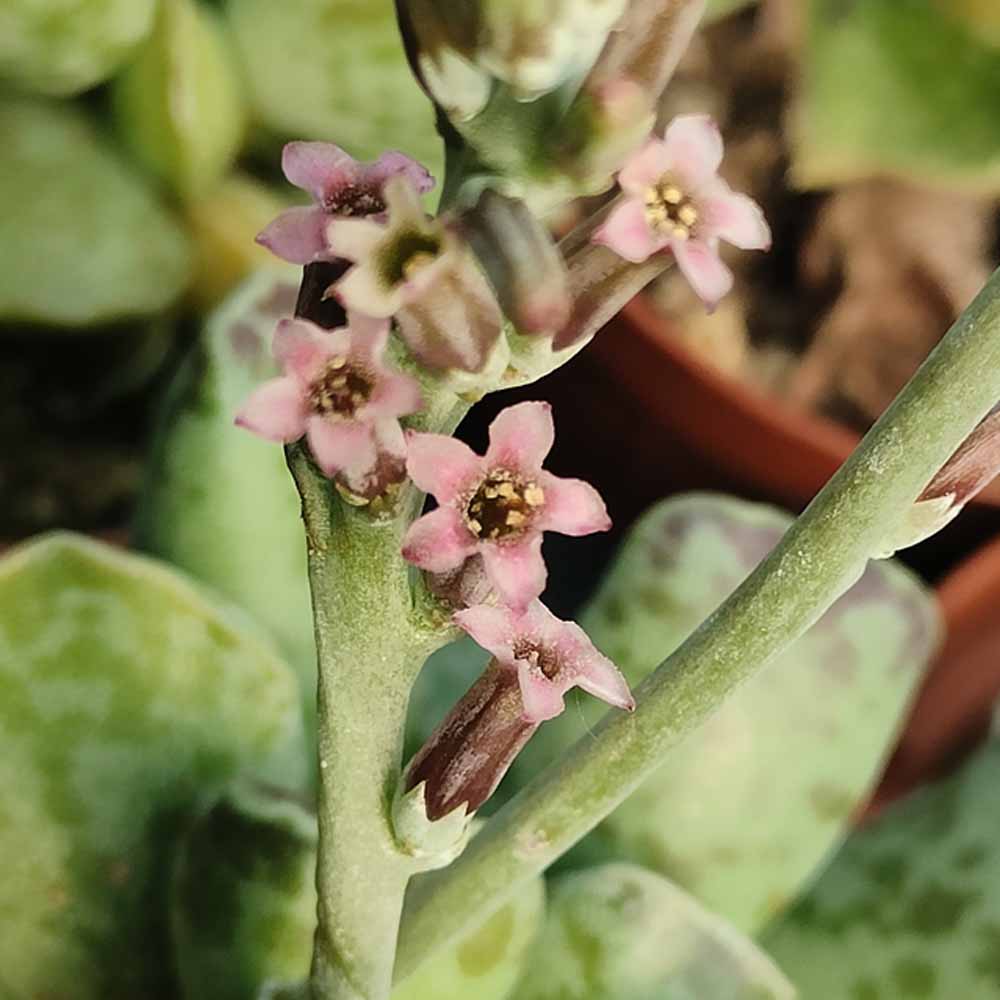adromischus cooperi fiore