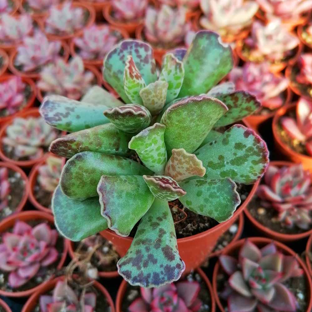 adromischus cooperi pianta