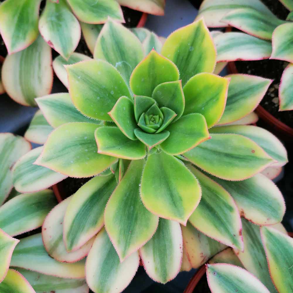 aeonium luteovariegatum dettaglio