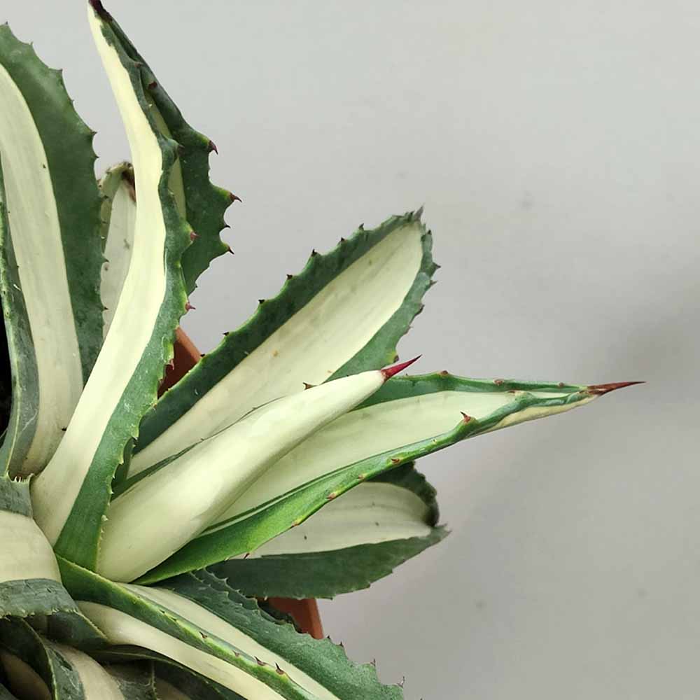 agave americana mediopicta pianta