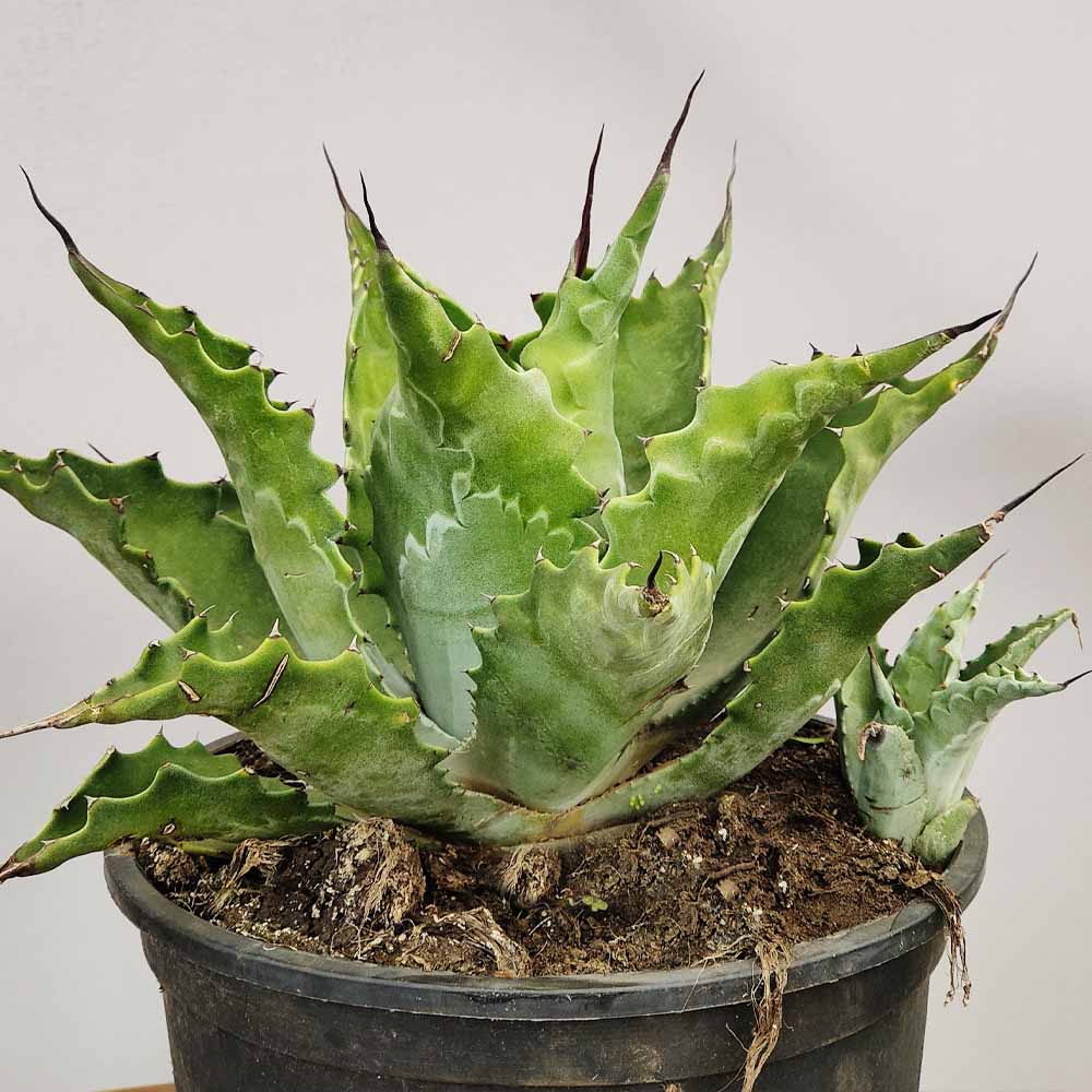 agave ferox