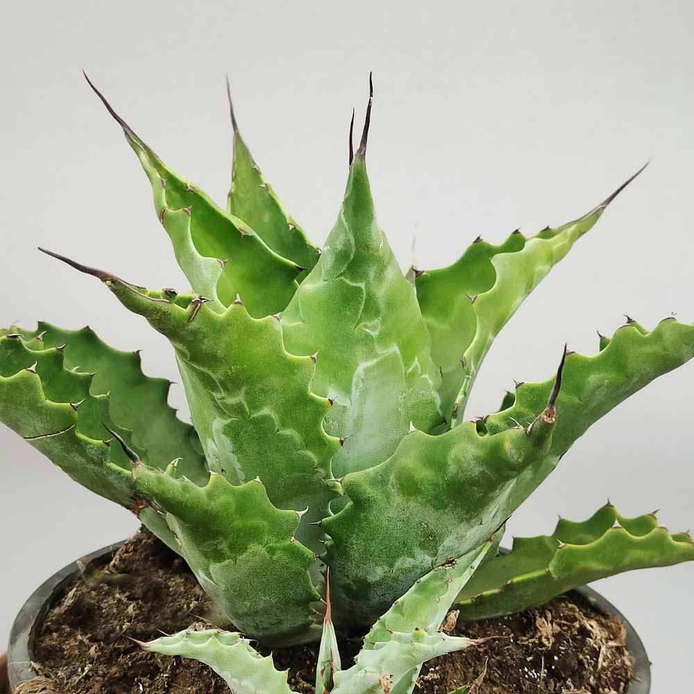 agave ferox pianta