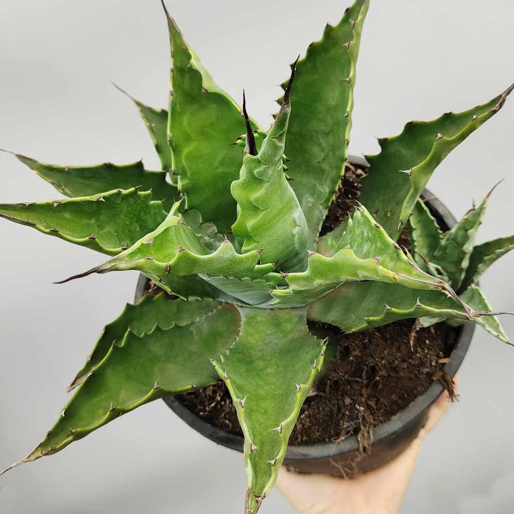 agave ferox pianta grassa