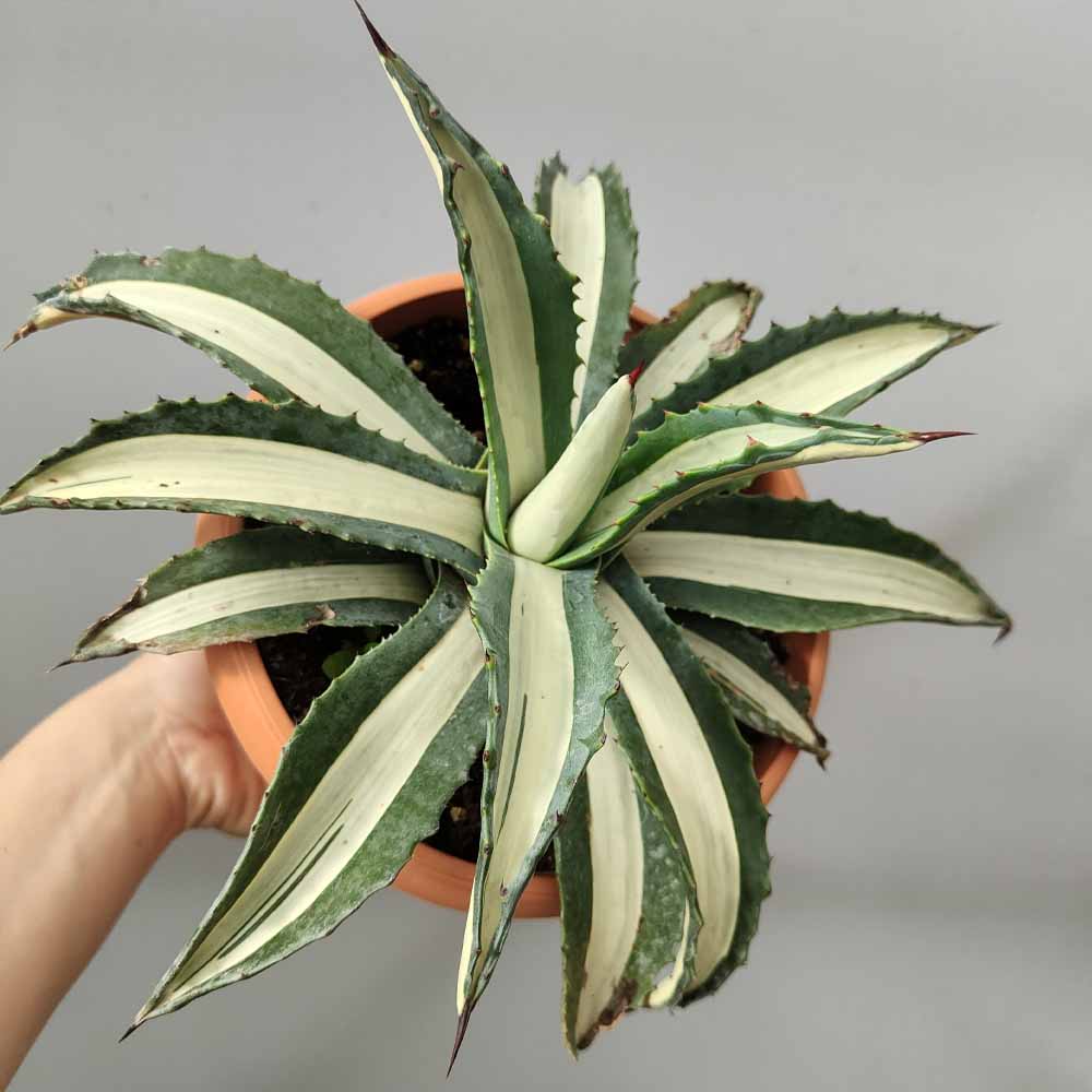 agave mediopicta pianta