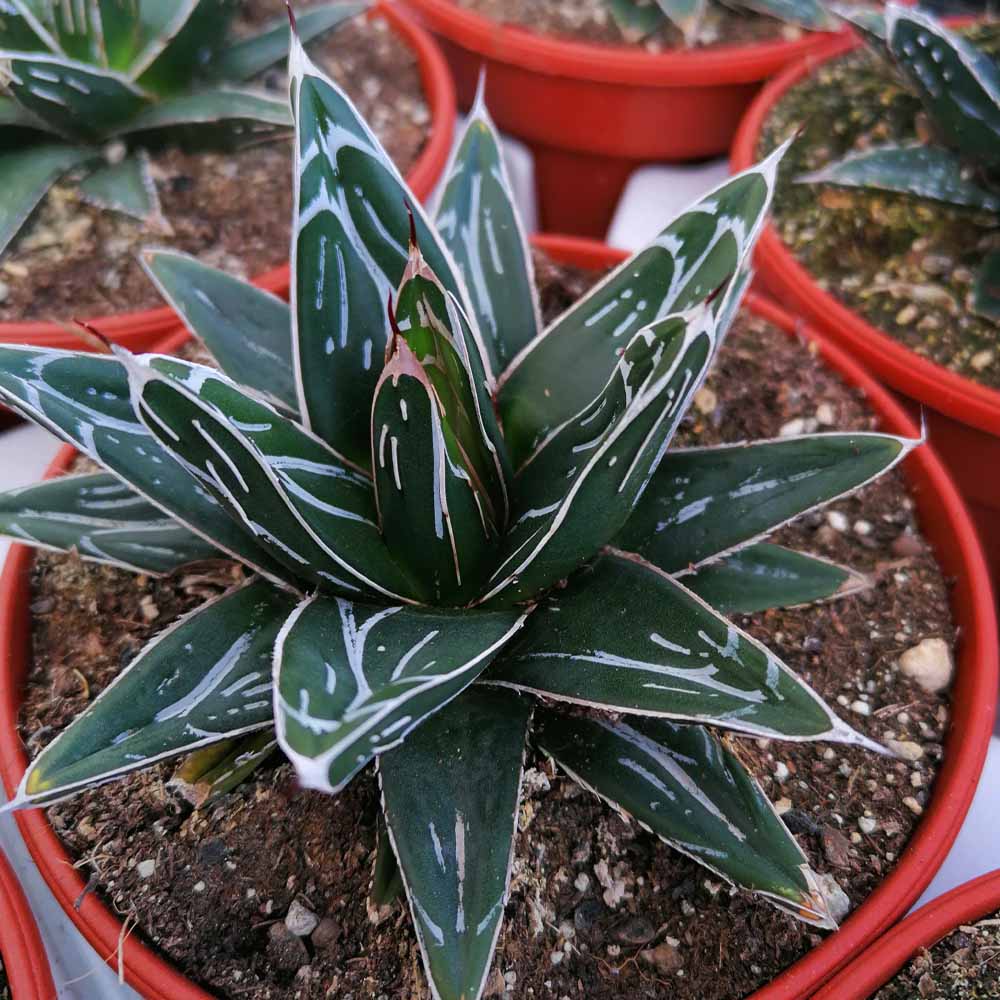 agave vittoria regina