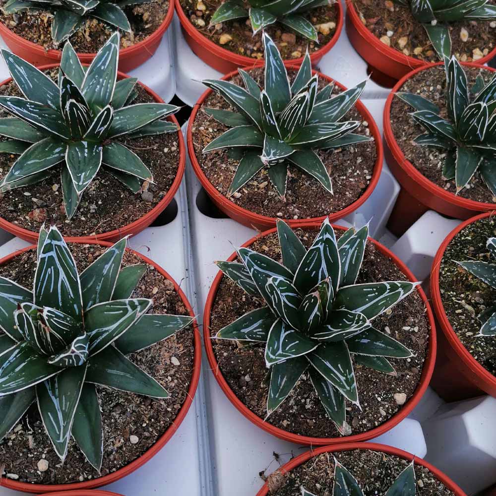 agave vittoria regina pianta