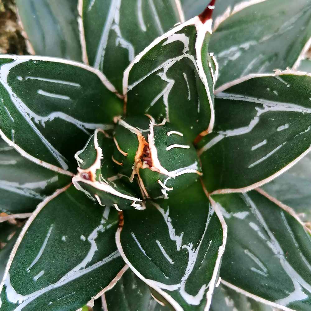agave vittoria regina