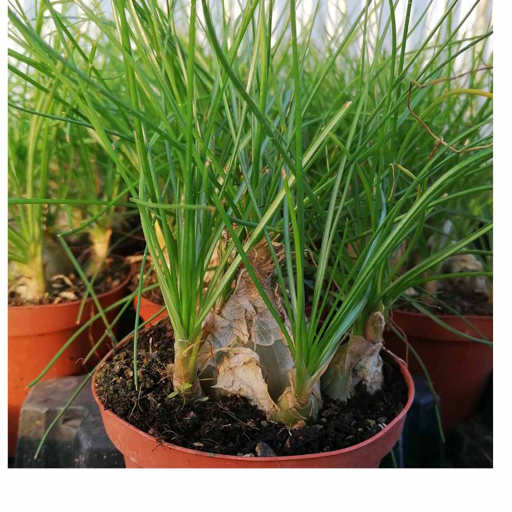 albuca namaquensis