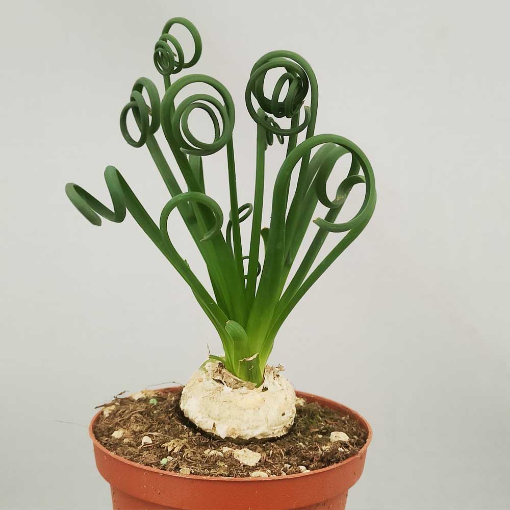 albuca spiralis