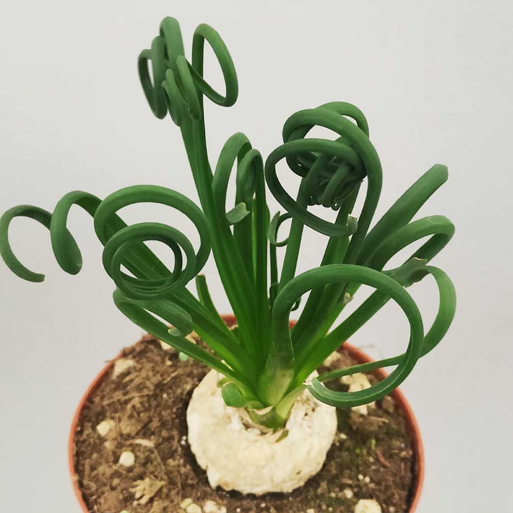 albuca spiralis pianta