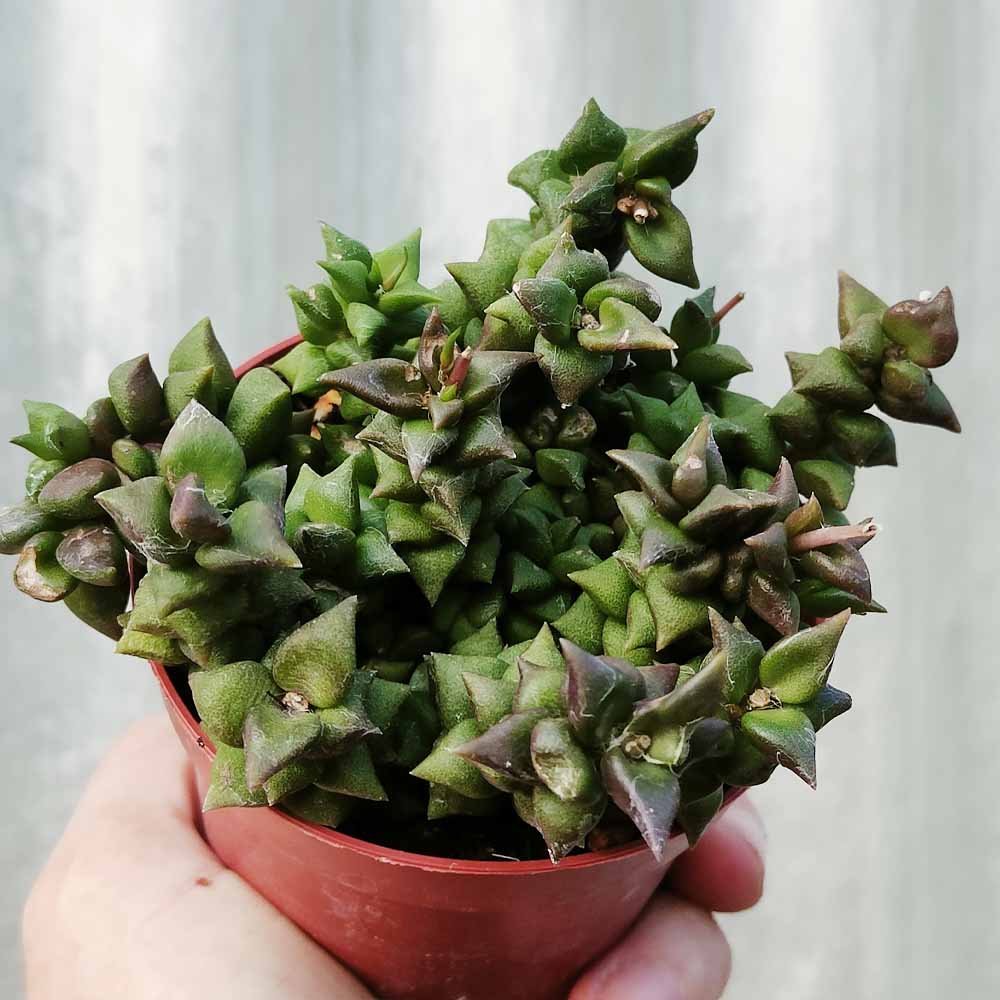 anacampseros retusa