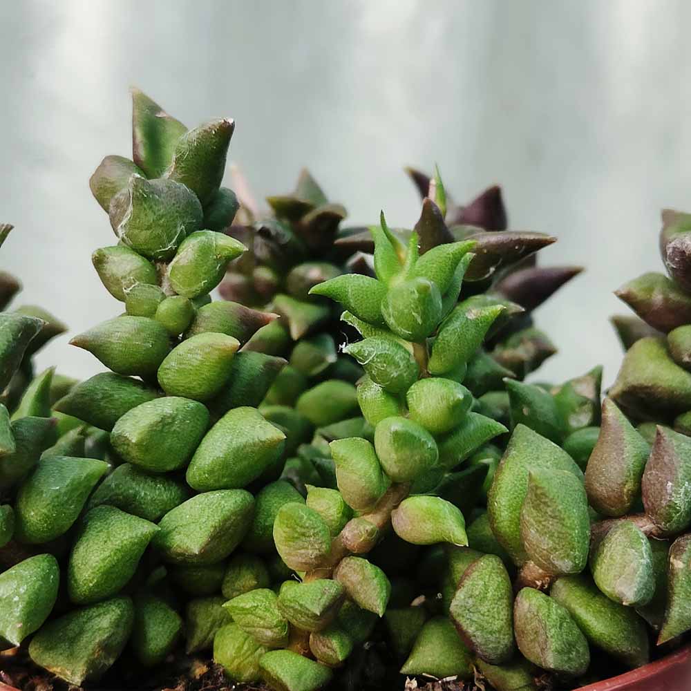 anacampseros retusa pianta