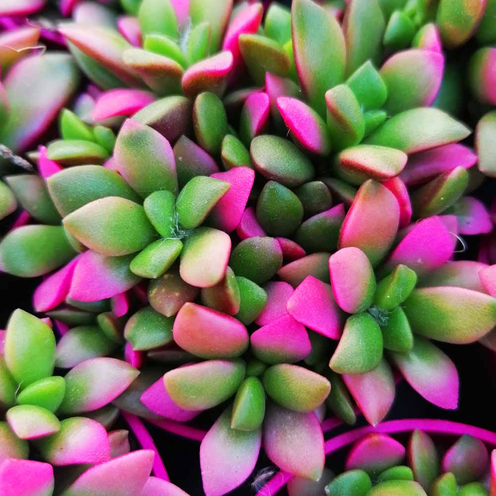 anacampseros rufescens variegato