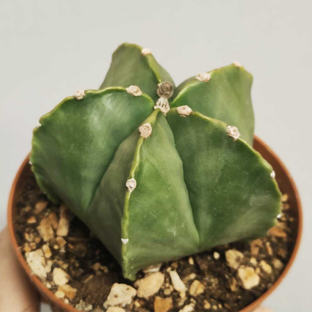 astrophytum myriostigma nudum cactus