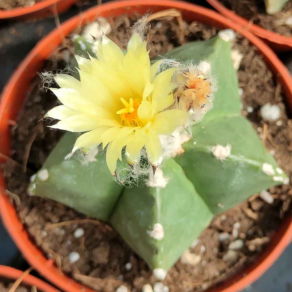 astrophytum myriostigma nudum fiore