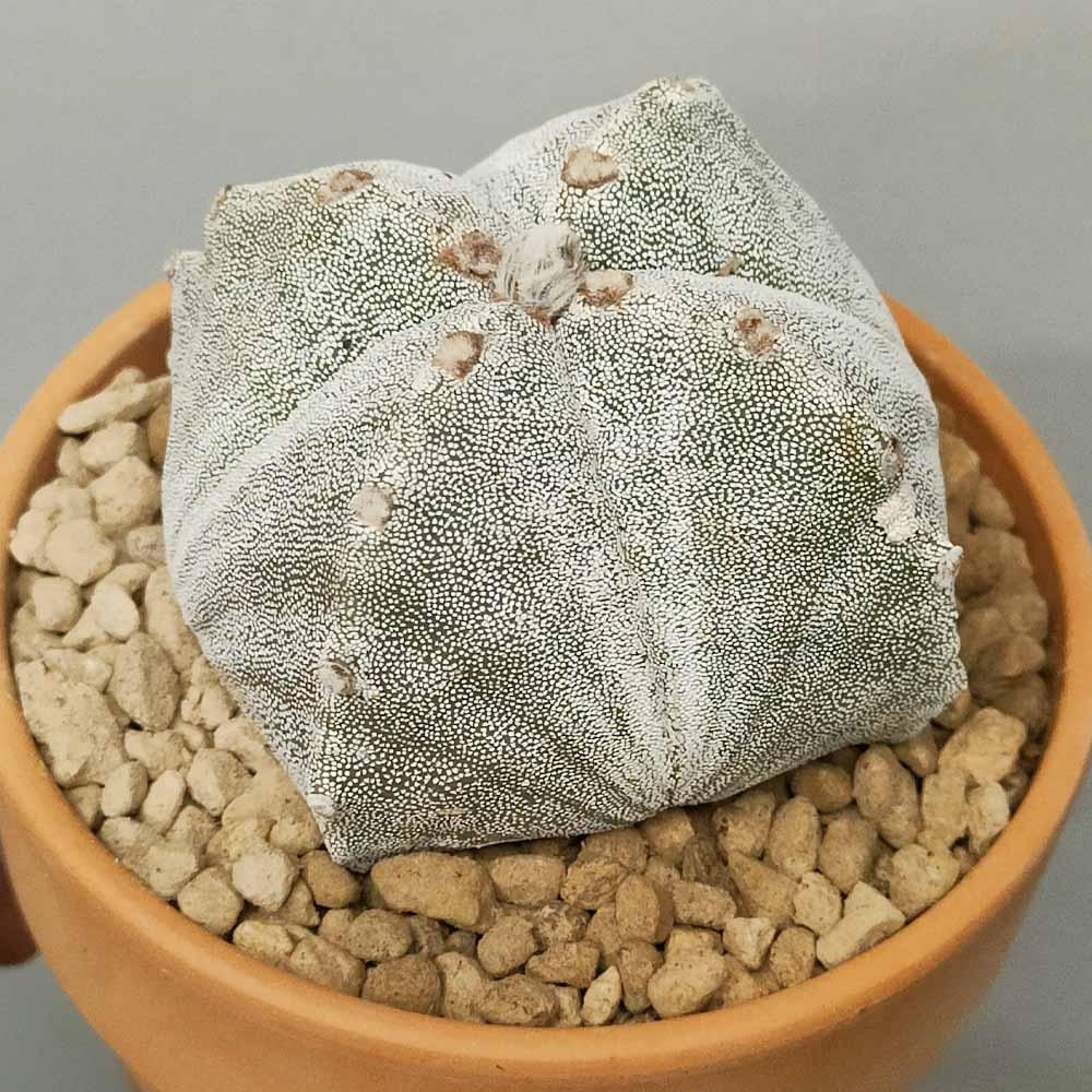 astrophytum quadricostato cactus