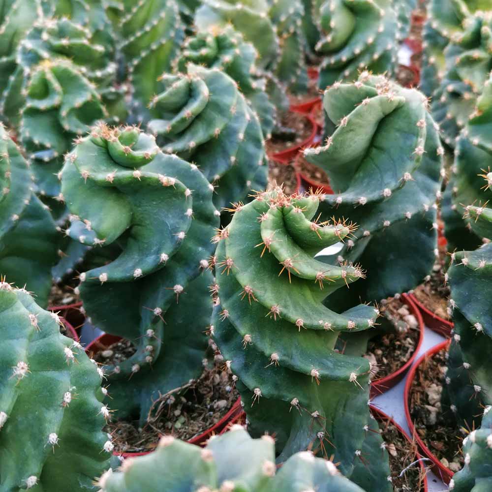 cereus forbesii spiralis
