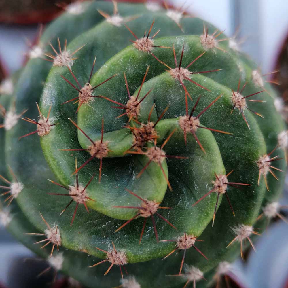 cereus forbesii spiralis