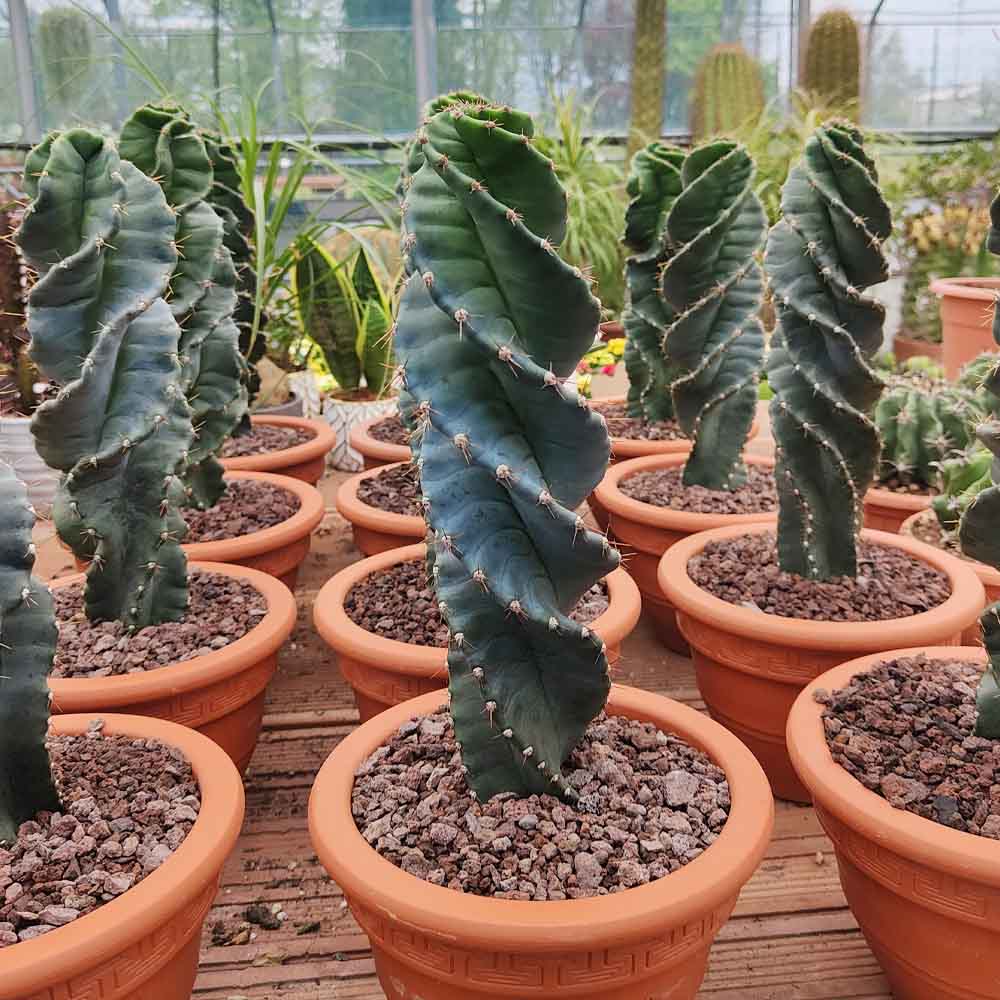 cereus spiralis