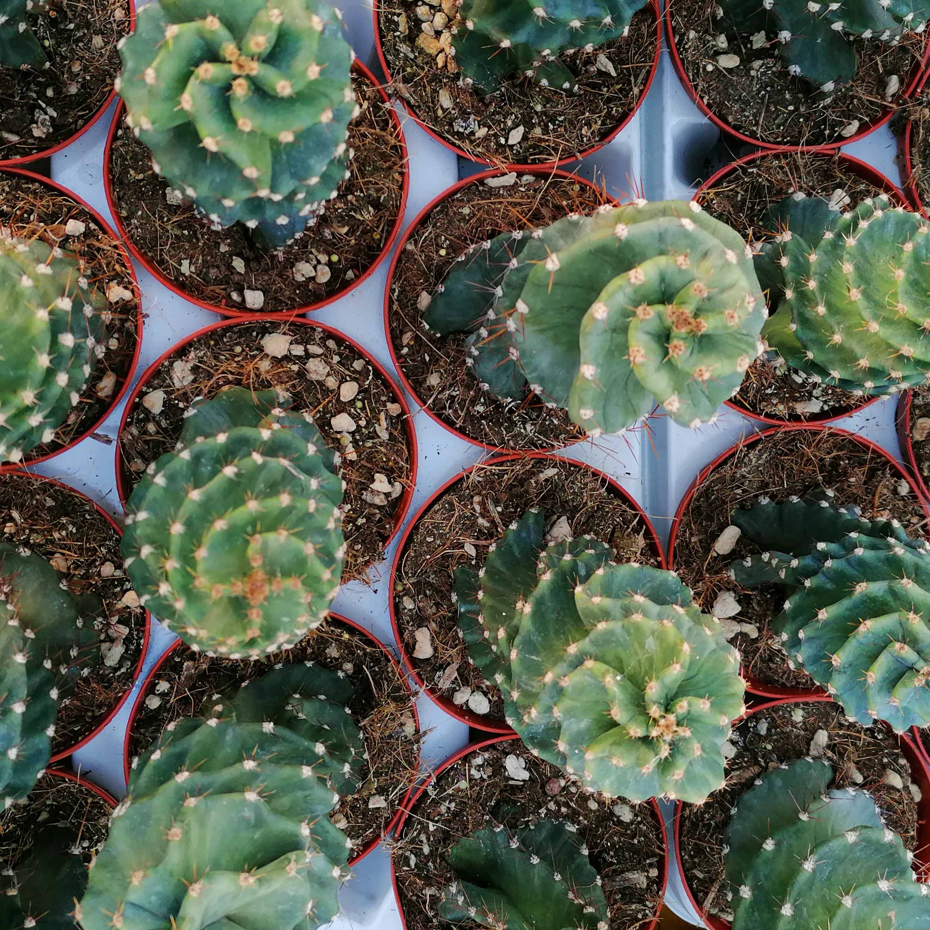 cereus forbesii spiralis pianta