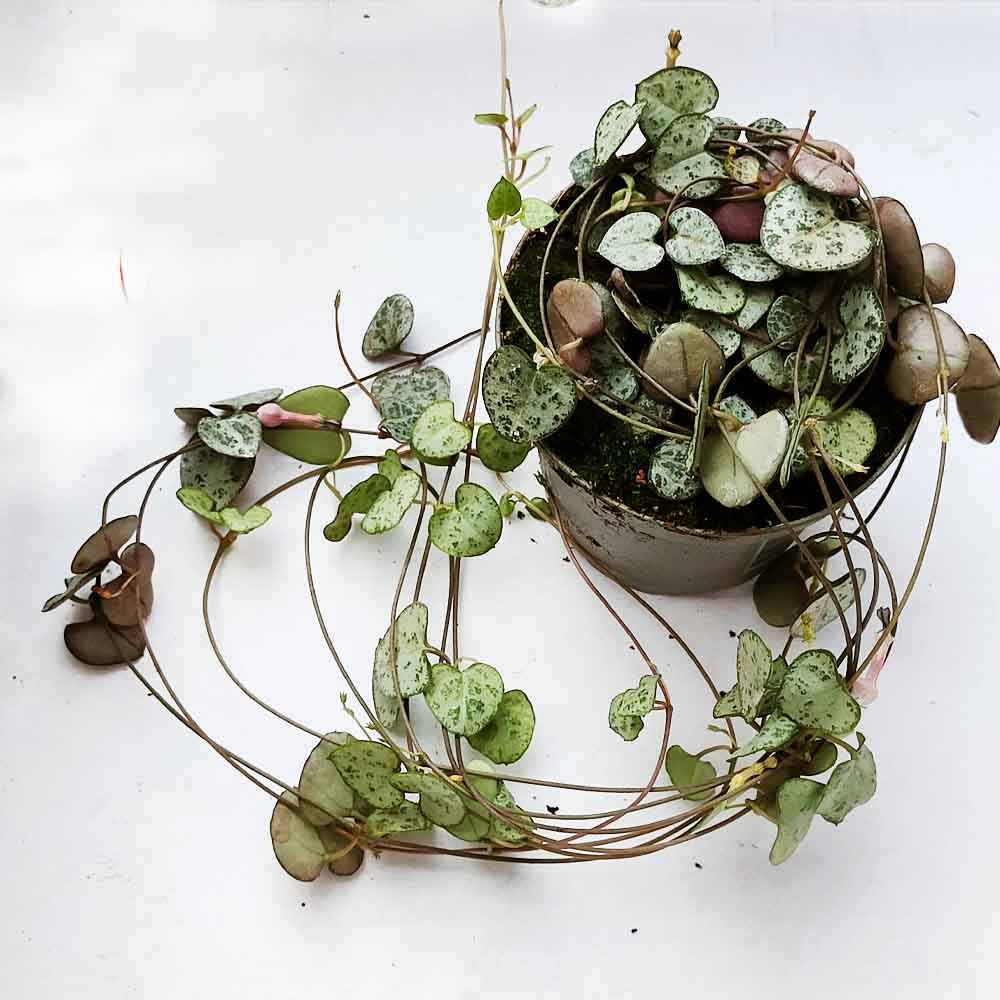 ceropegia woodii pianta grassa