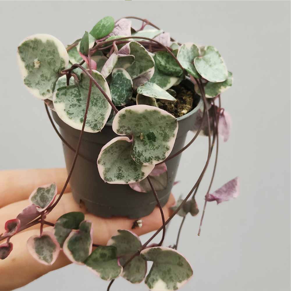 ceropegia woodii variegata pianta piccola