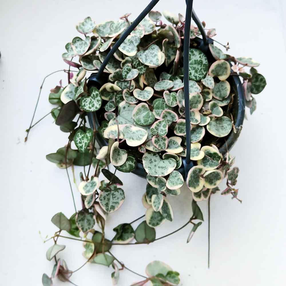 ceropegia woodii variegata