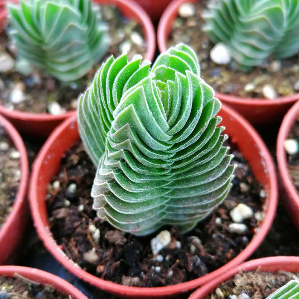 crassula buddha's temple