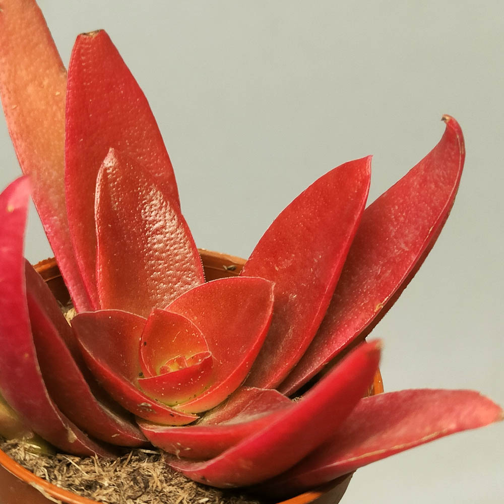 crassula capitella campfire baby plants