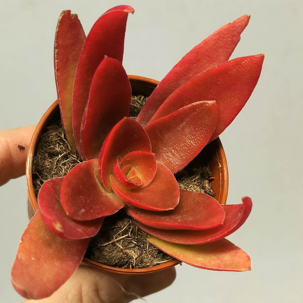 crassula capitella campfire baby succulent