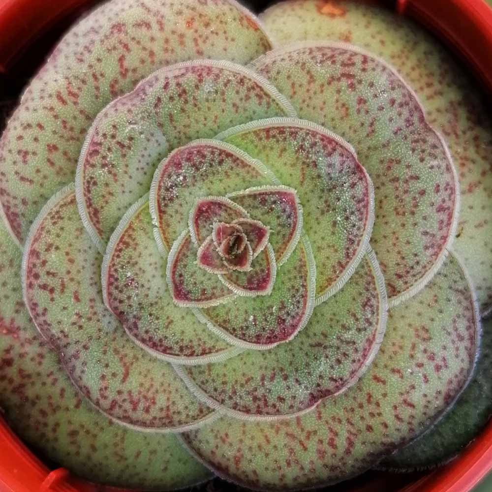 crassula hemisphaerica dettaglio